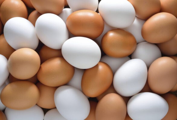 Telur berwarna coklat dan putih